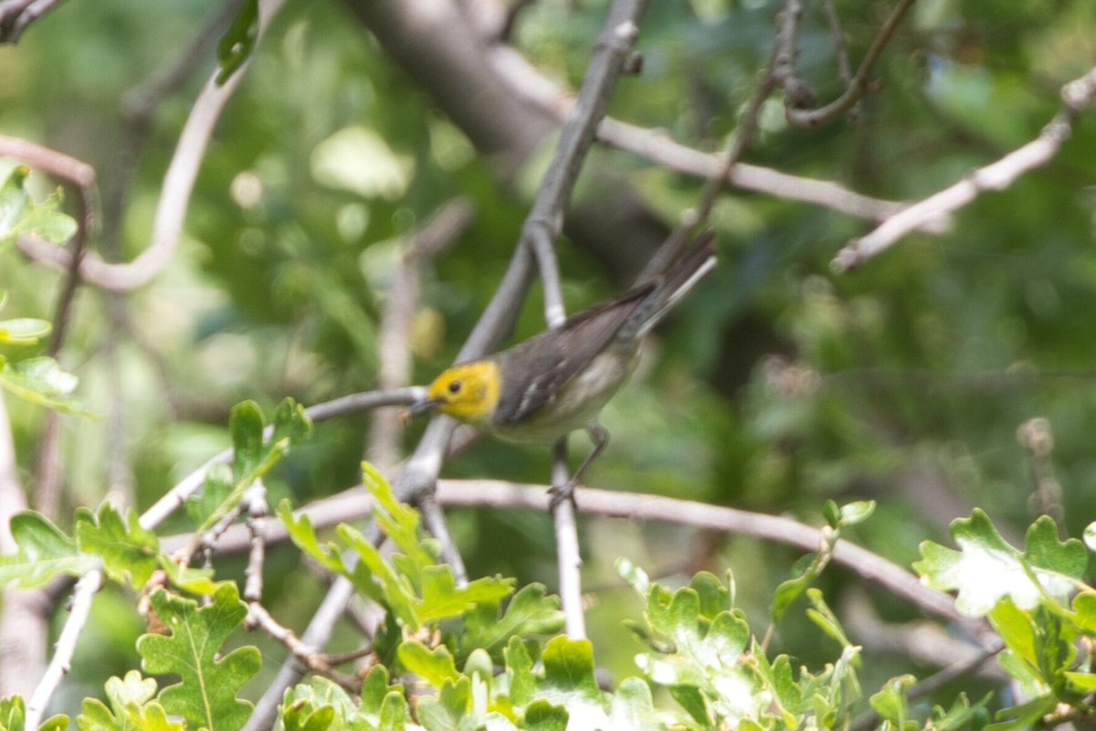 Hermit Warbler - Kevin Thomas