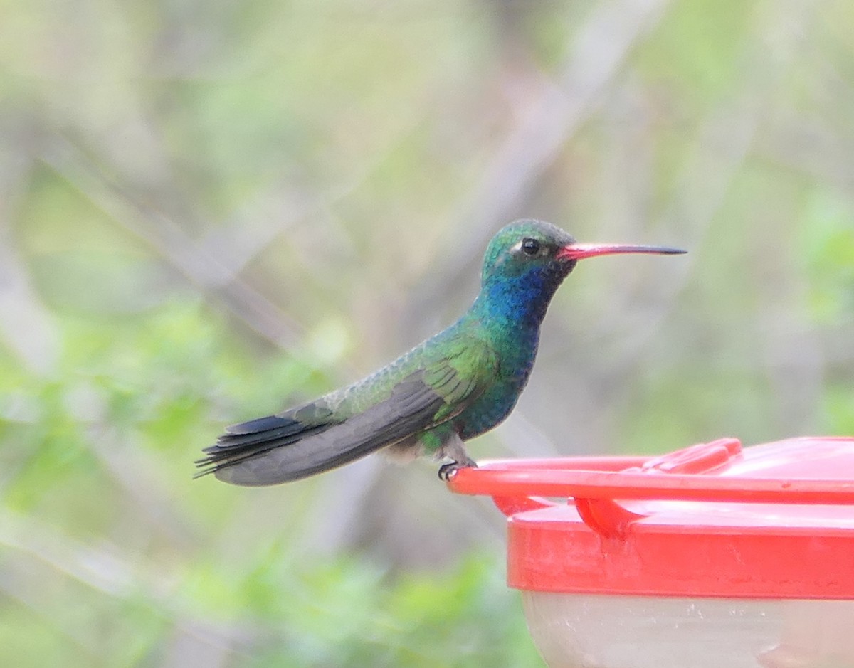 Broad-billed Hummingbird - Melanie Barnett