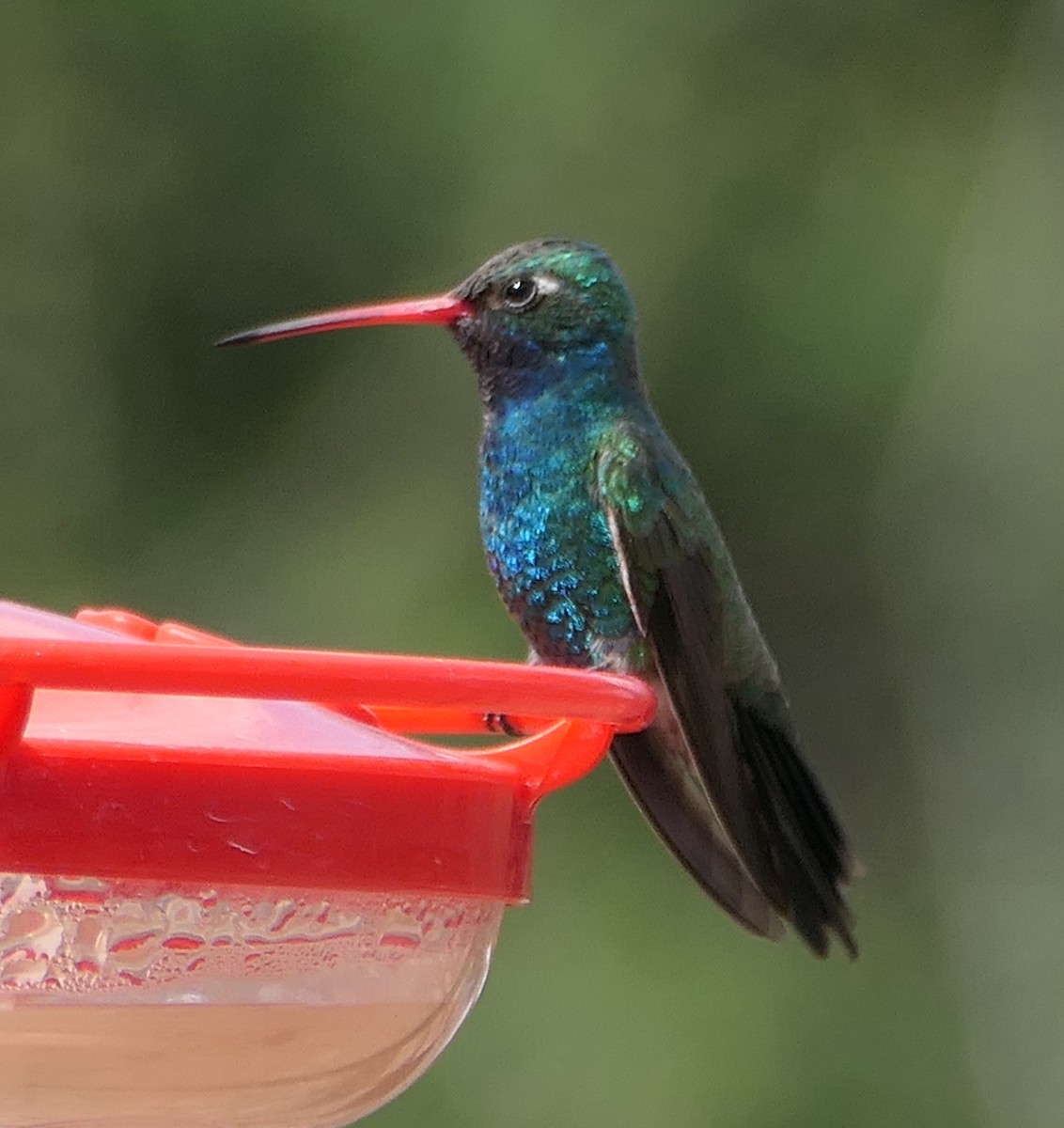 Broad-billed Hummingbird - Melanie Barnett