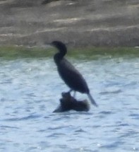 Double-crested Cormorant - kath osullivan