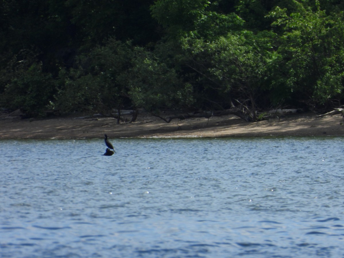 Double-crested Cormorant - kath osullivan