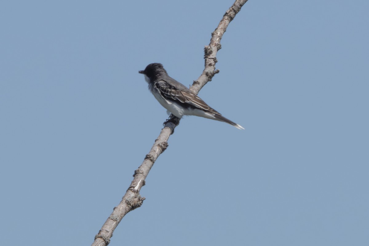 Eastern Kingbird - Rosie Lynn