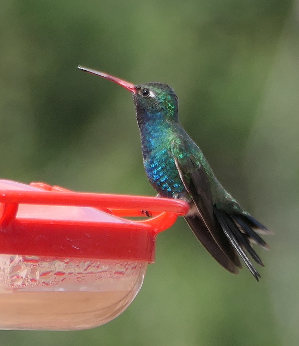 Broad-billed Hummingbird - Melanie Barnett