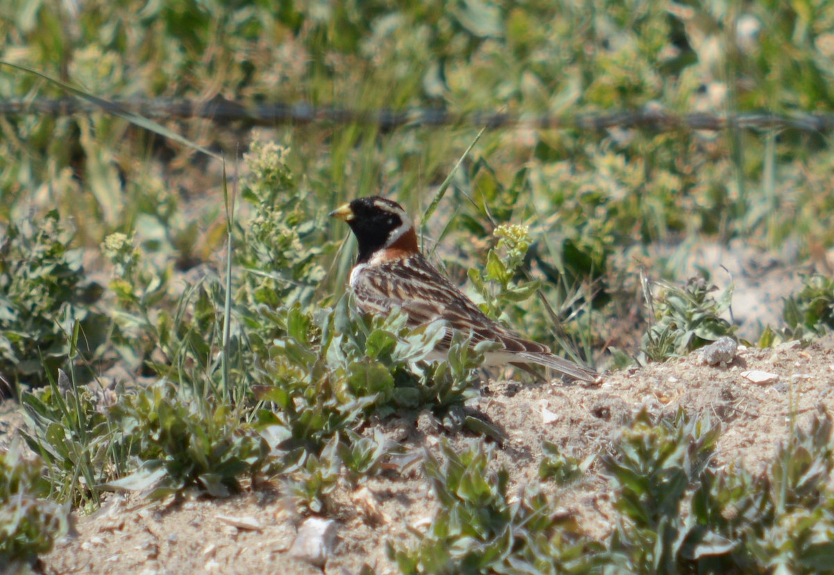 Lapland Longspur - Daniel Newberry