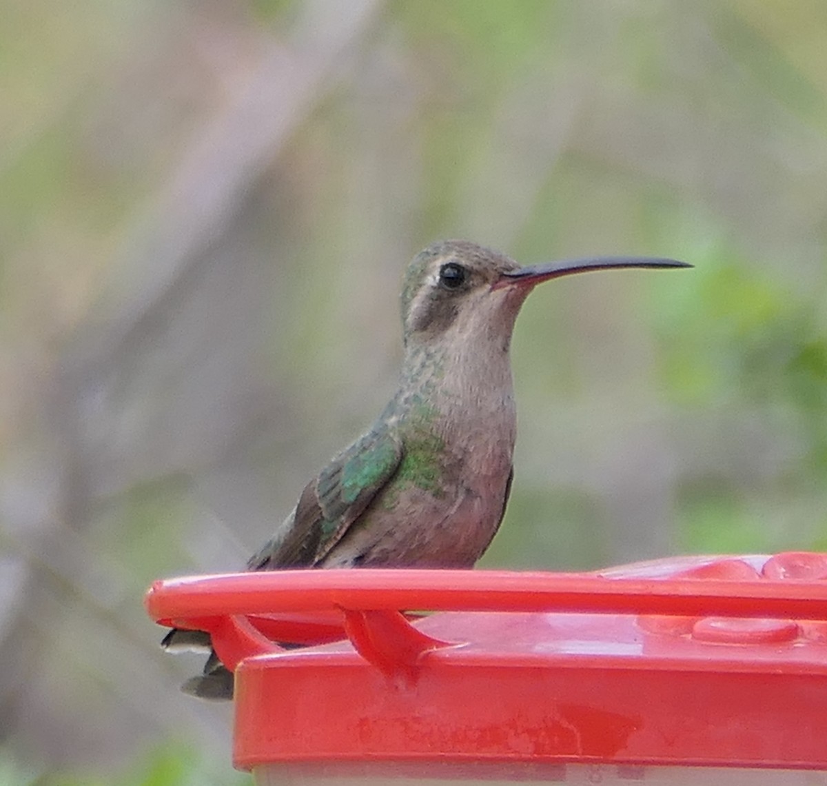 Broad-billed Hummingbird - Melanie Barnett