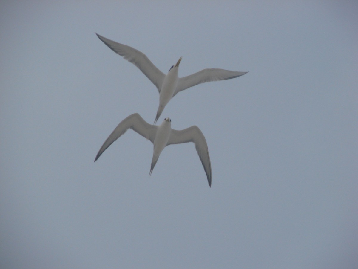 Great Crested Tern - Andrew Bishop