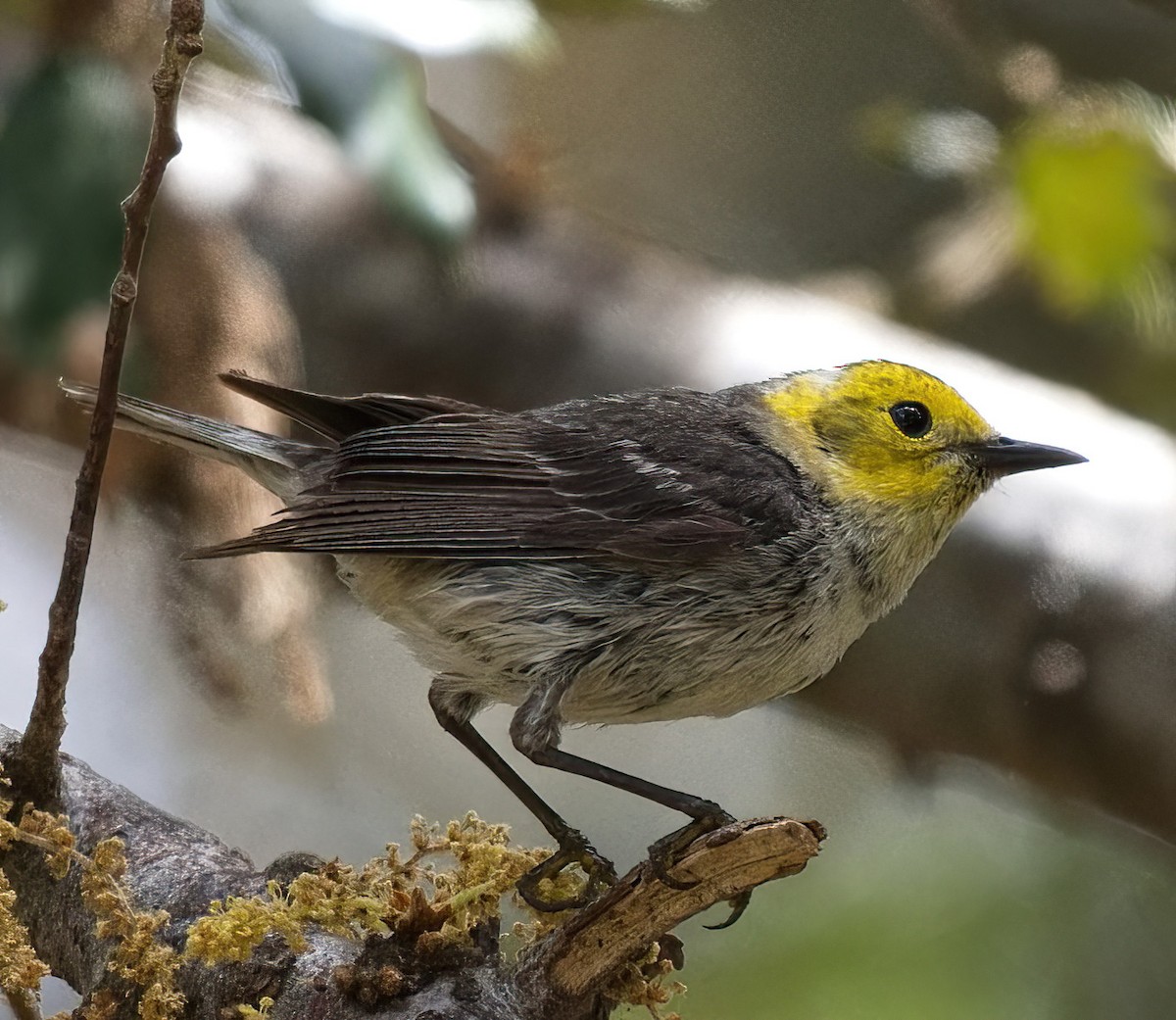 Hermit Warbler - ML619598972