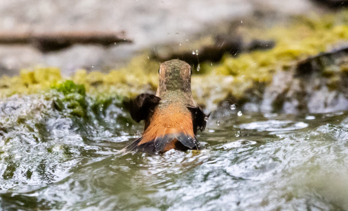 Allen's Hummingbird - Timothy Aarons