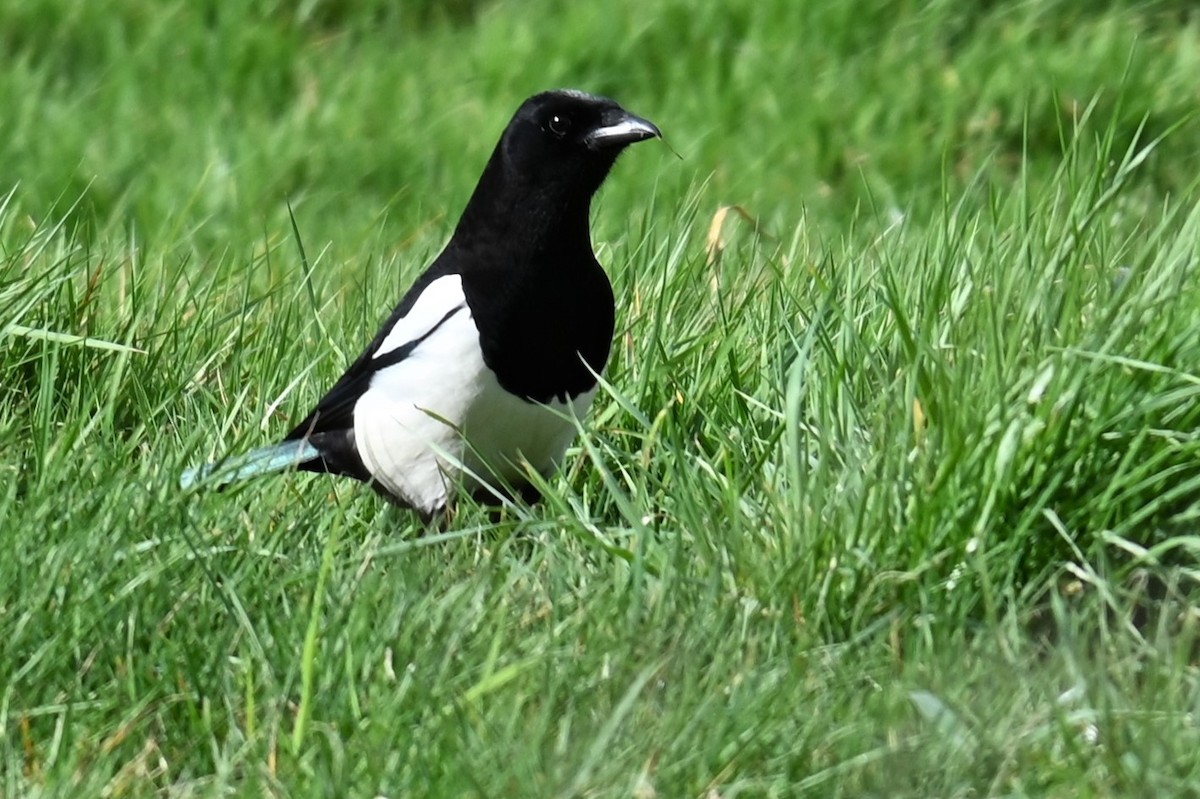 Eurasian Magpie - Gillian  Richards