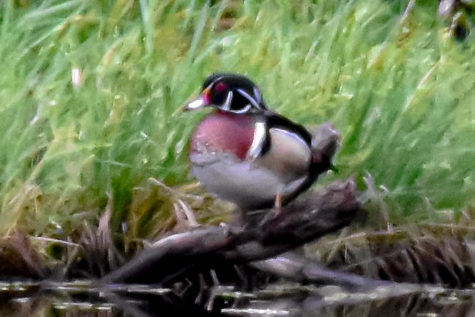 Wood Duck - Garry Waldram