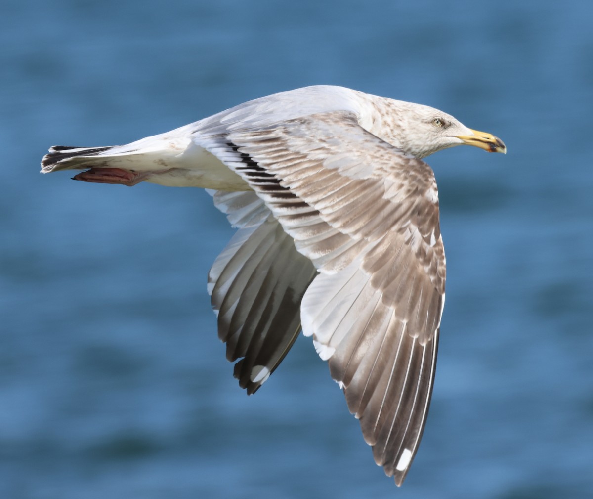 Ring-billed Gull - burton balkind