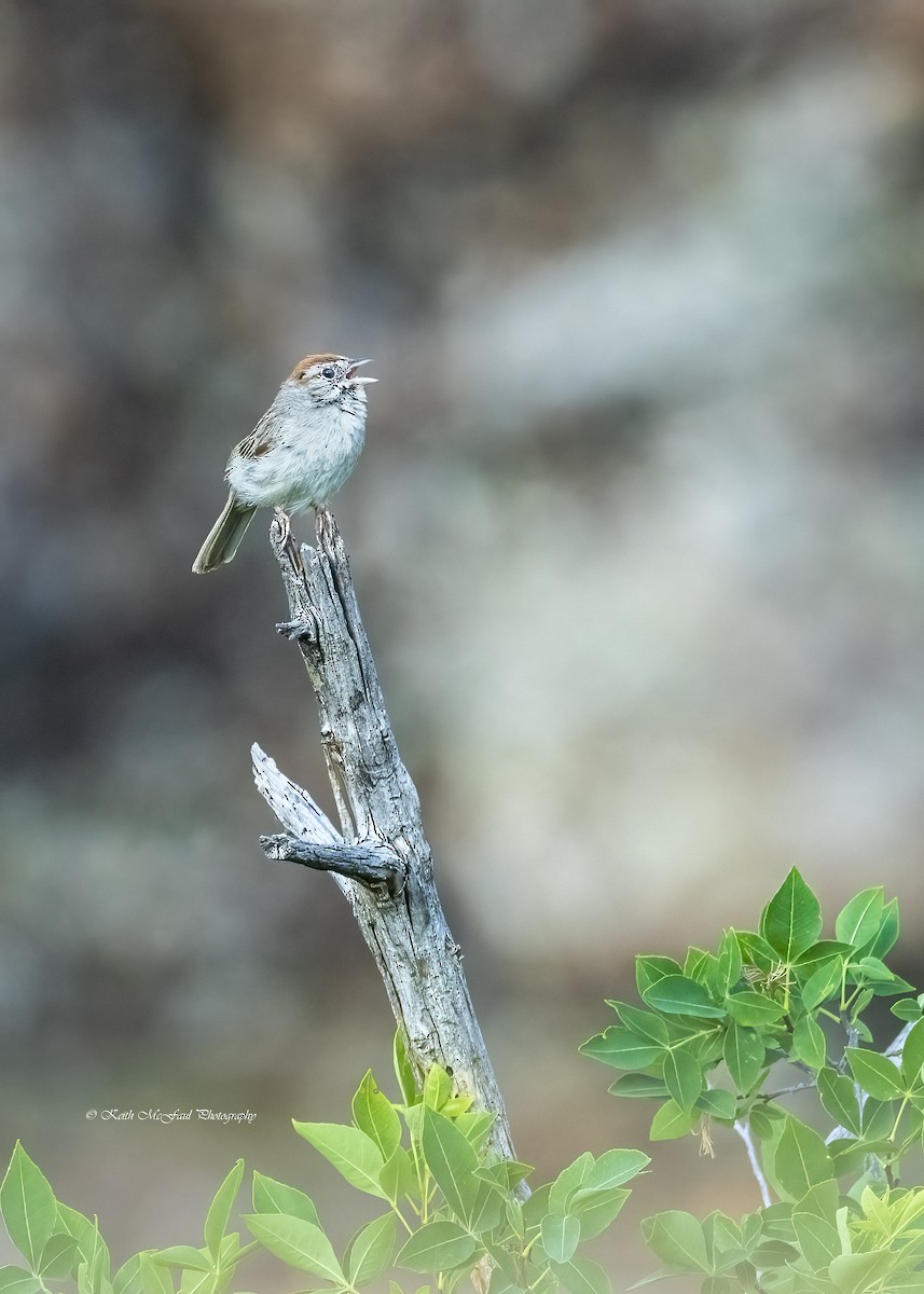 Rufous-crowned Sparrow - ML619598979