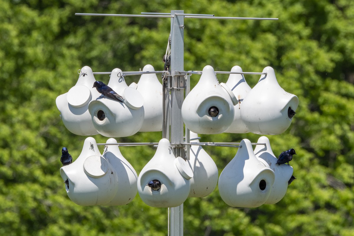 Purple Martin - Rosie Lynn