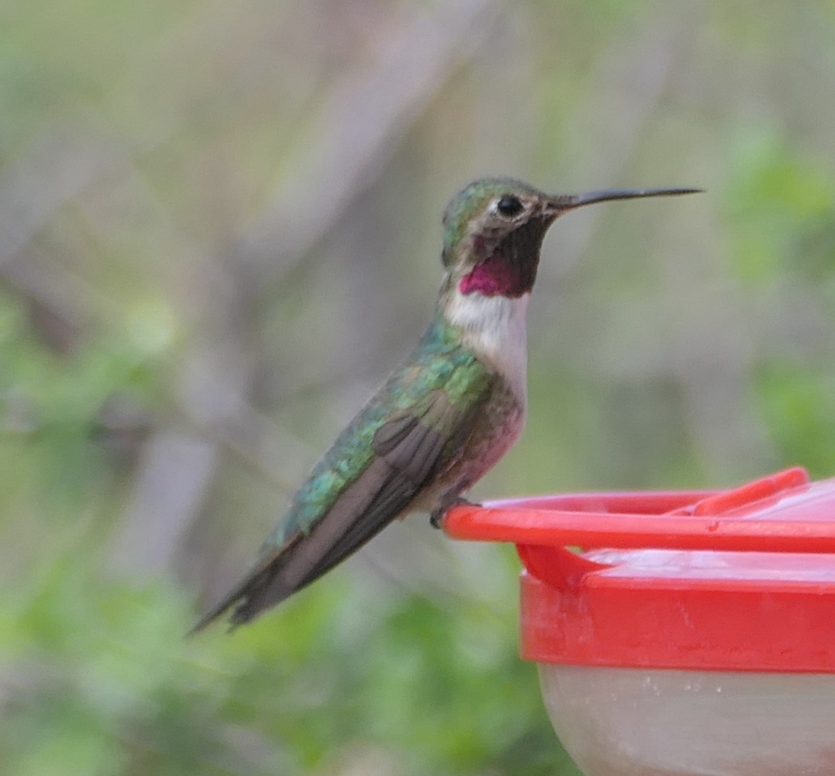 Broad-tailed Hummingbird - Melanie Barnett