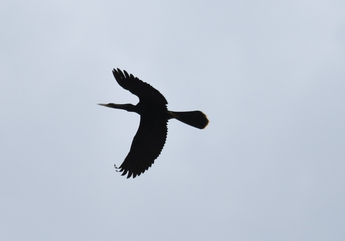 anhinga americká - ML619598990