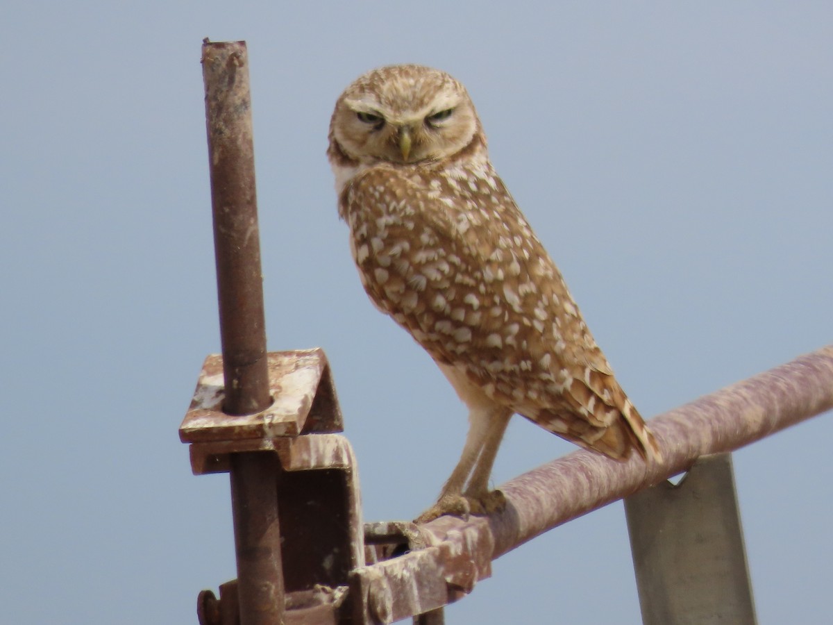 Burrowing Owl - karen pinckard