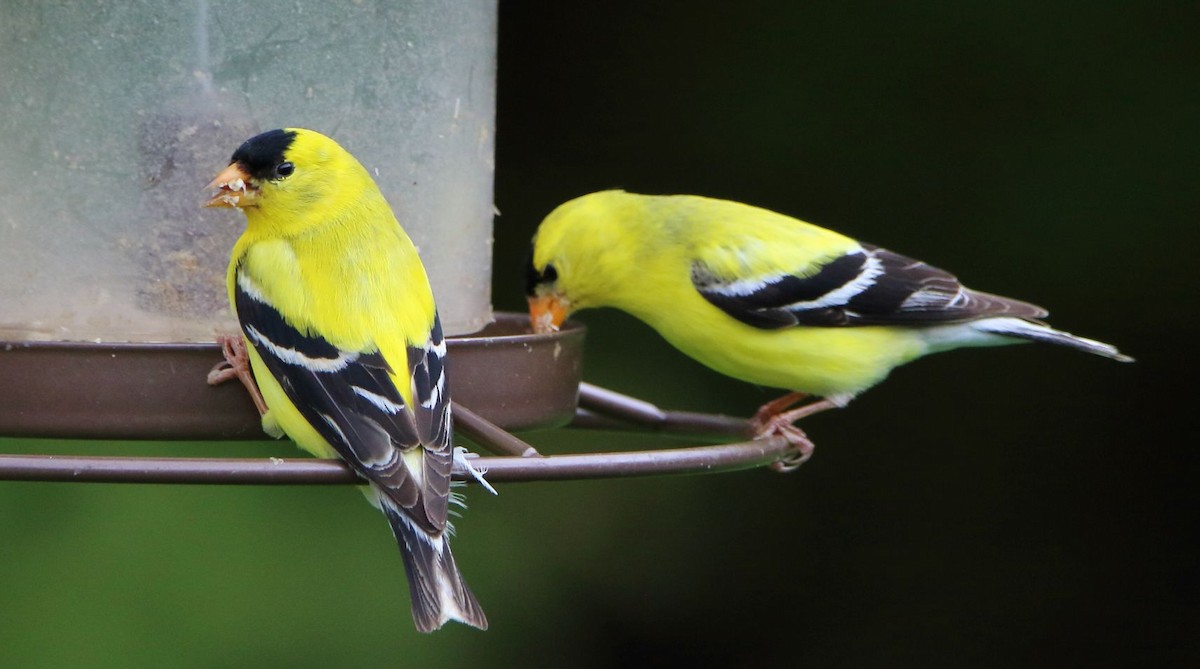 American Goldfinch - ML619598999
