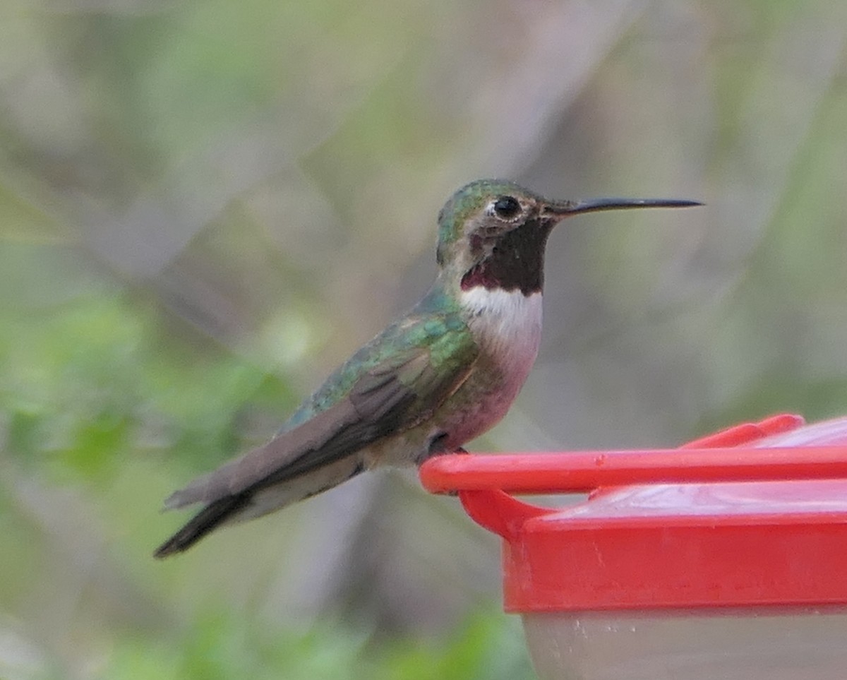 Broad-tailed Hummingbird - Melanie Barnett