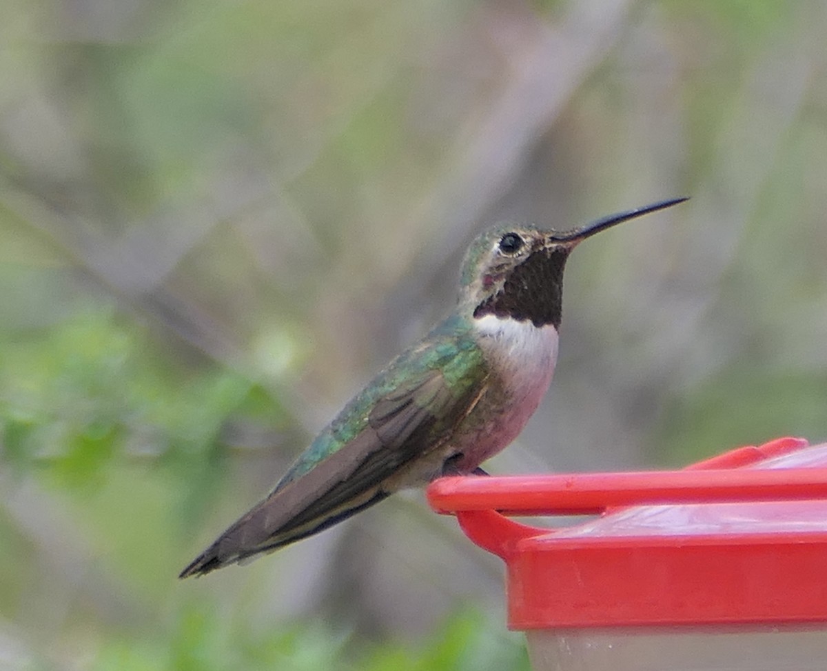 Broad-tailed Hummingbird - Melanie Barnett