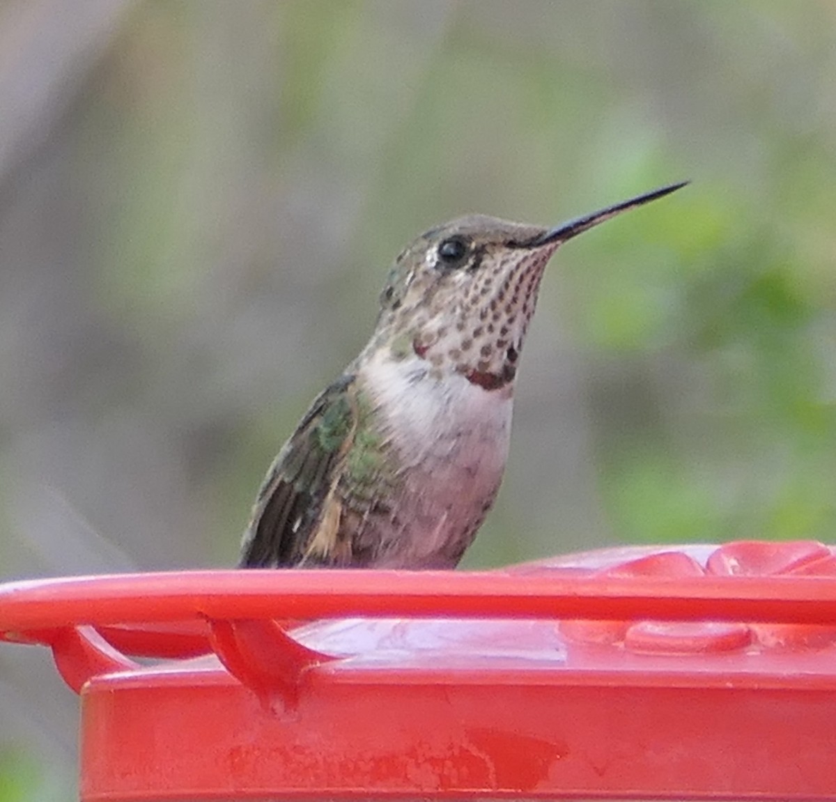 Broad-tailed Hummingbird - Melanie Barnett