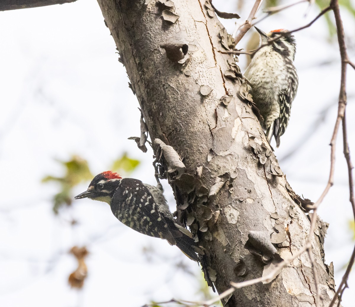 Nuttall's Woodpecker - Timothy Aarons