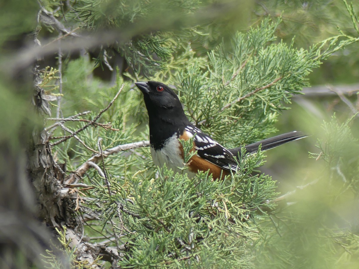 Spotted Towhee - Isabel Martinez