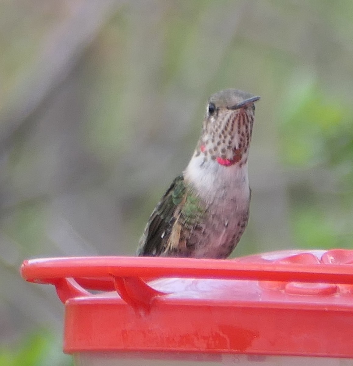 Broad-tailed Hummingbird - Melanie Barnett
