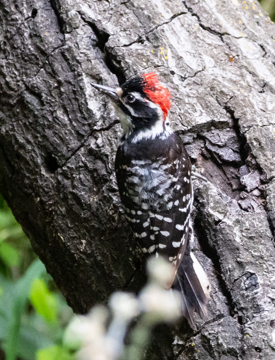 Nuttall's Woodpecker - Timothy Aarons