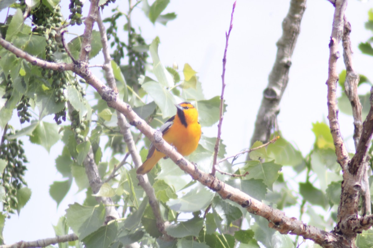 Bullock's Oriole - Andrew Schmalfuss