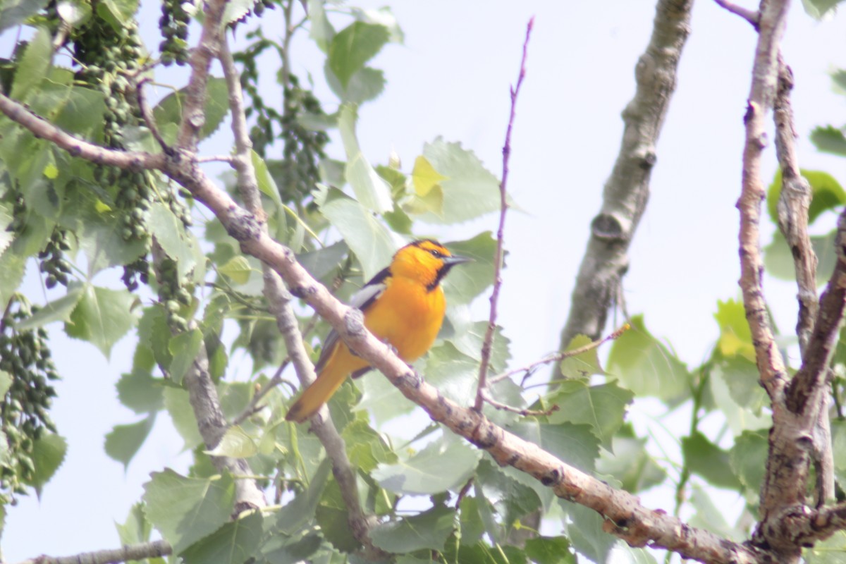 Bullock's Oriole - Andrew Schmalfuss