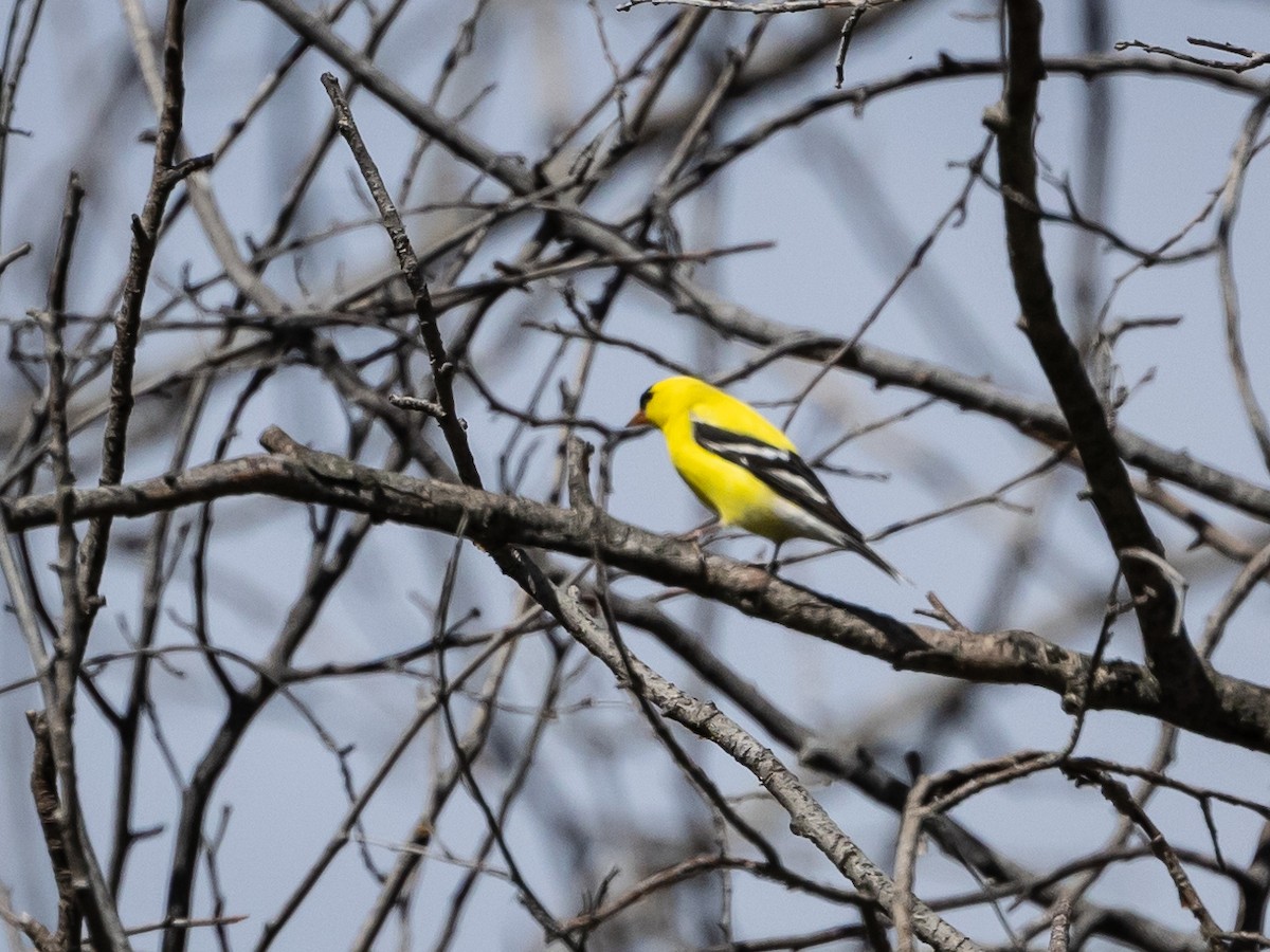 American Goldfinch - Nancy Schutt