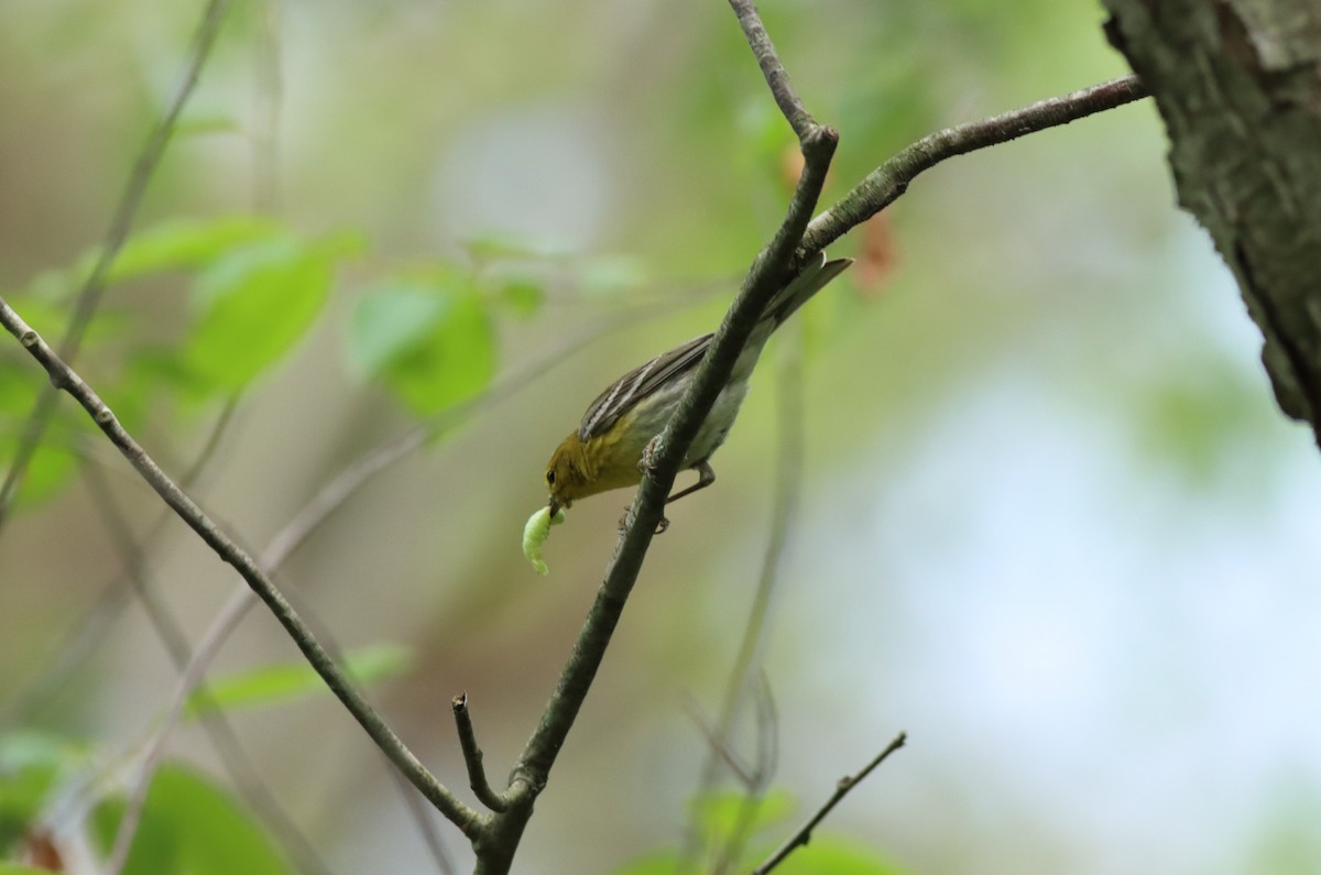 Pine Warbler - Eric M. Hall