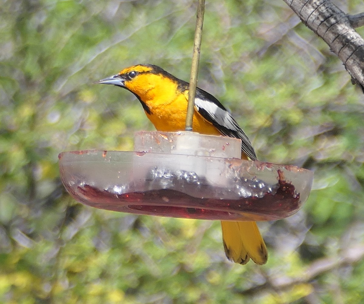 Bullock's Oriole - Melanie Barnett