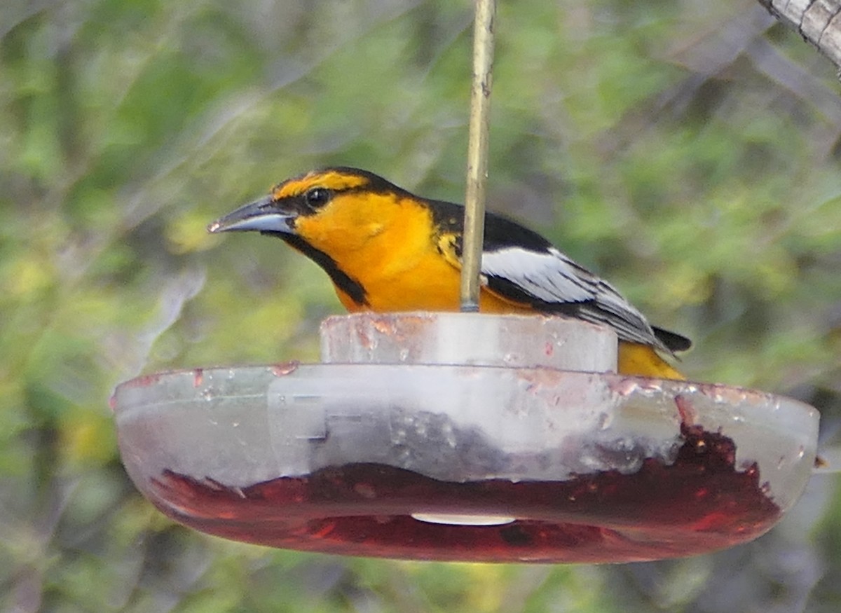 Bullock's Oriole - Melanie Barnett