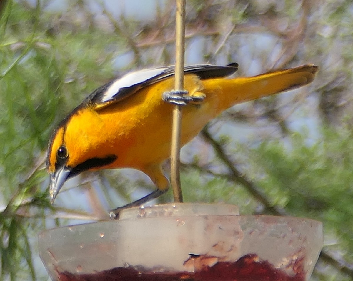 Bullock's Oriole - Melanie Barnett