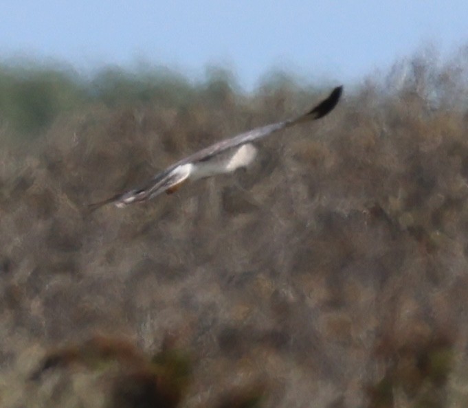 Northern Harrier - burton balkind