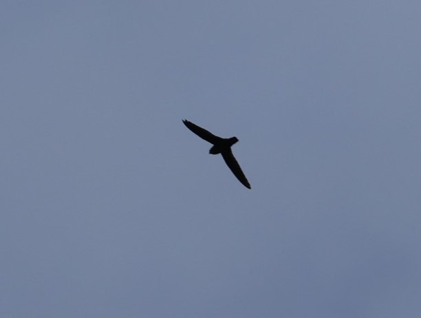 Lesser Antillean Swift - ML619599034