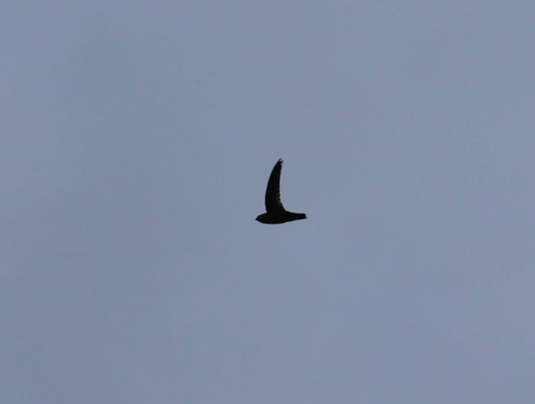 Lesser Antillean Swift - ML619599036