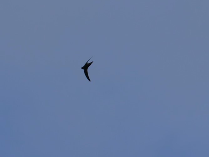 Lesser Antillean Swift - Pam Rasmussen