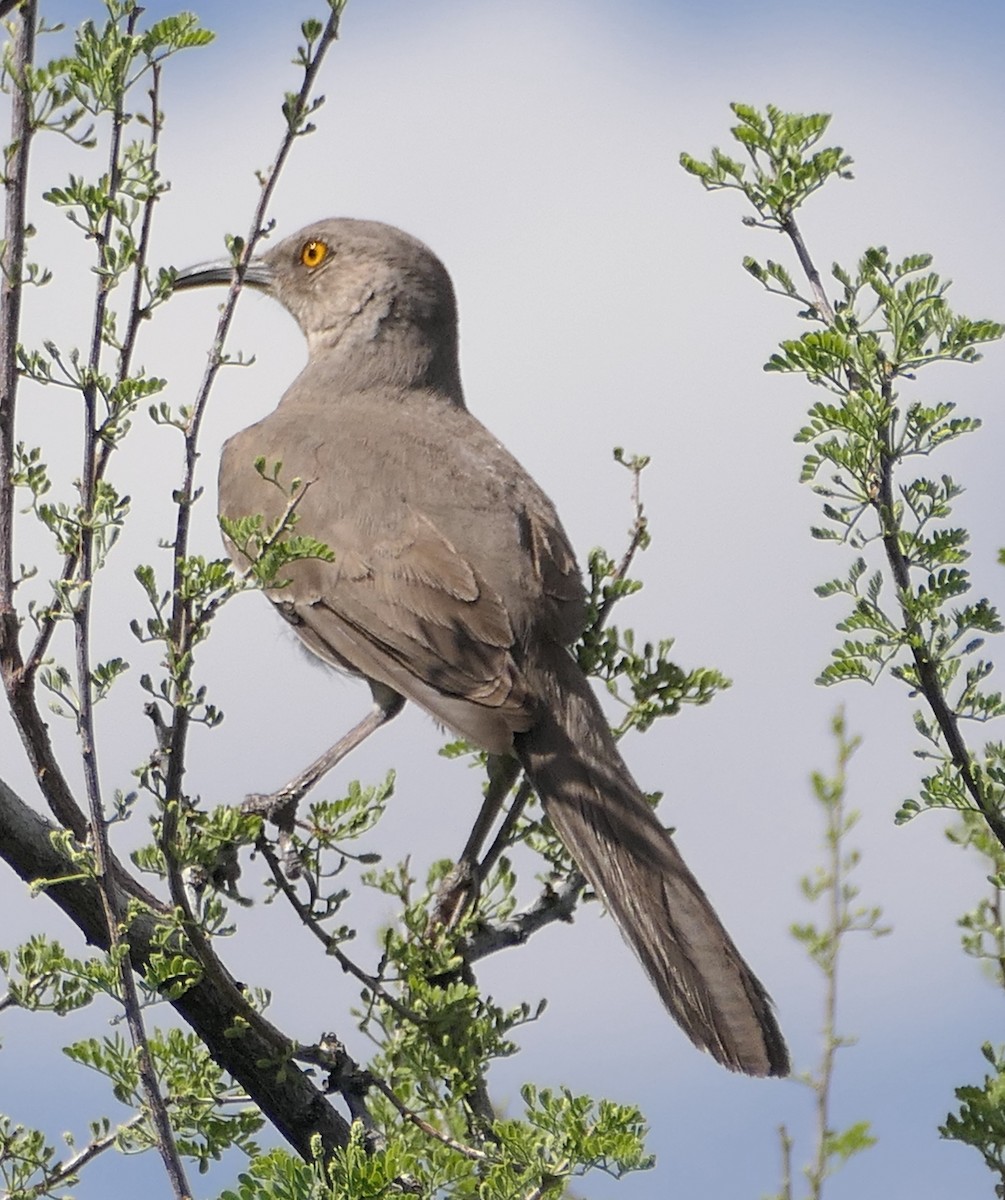 Curve-billed Thrasher - Melanie Barnett