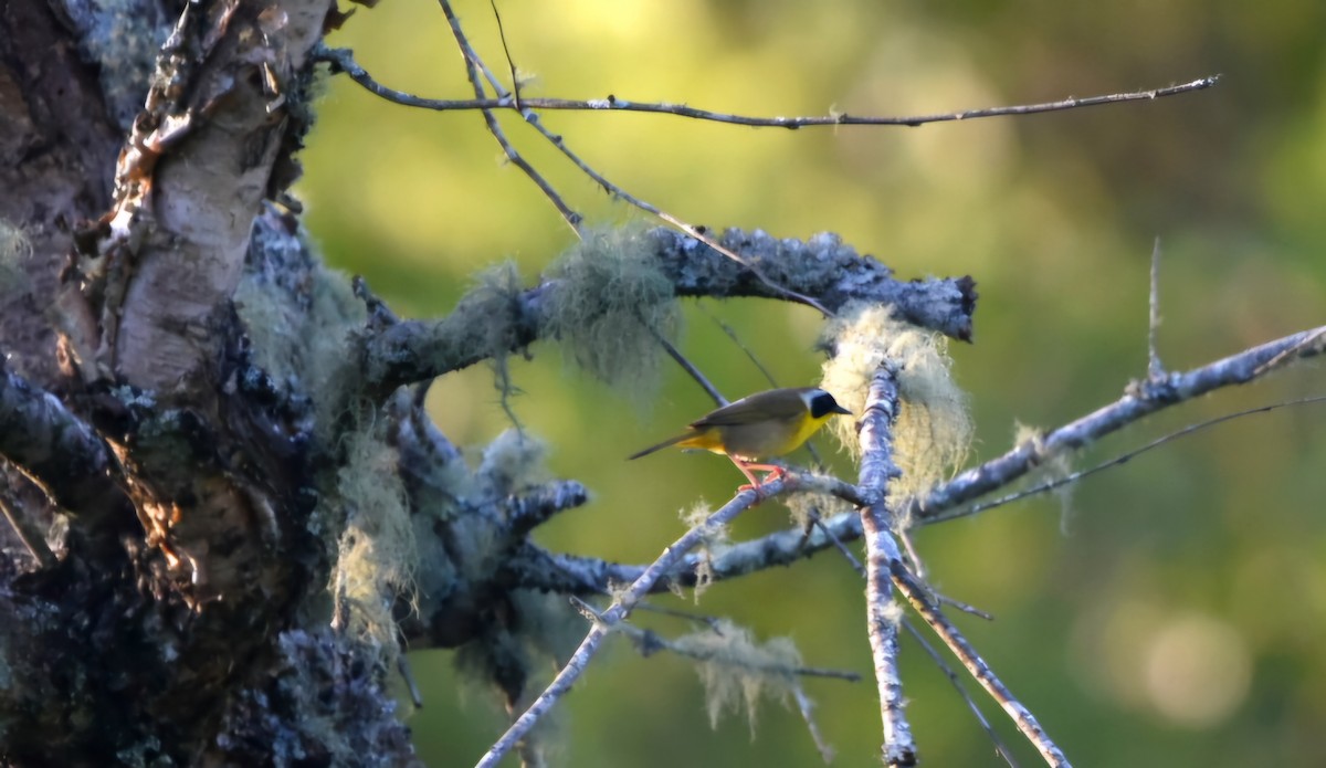 Common Yellowthroat - melinda champion