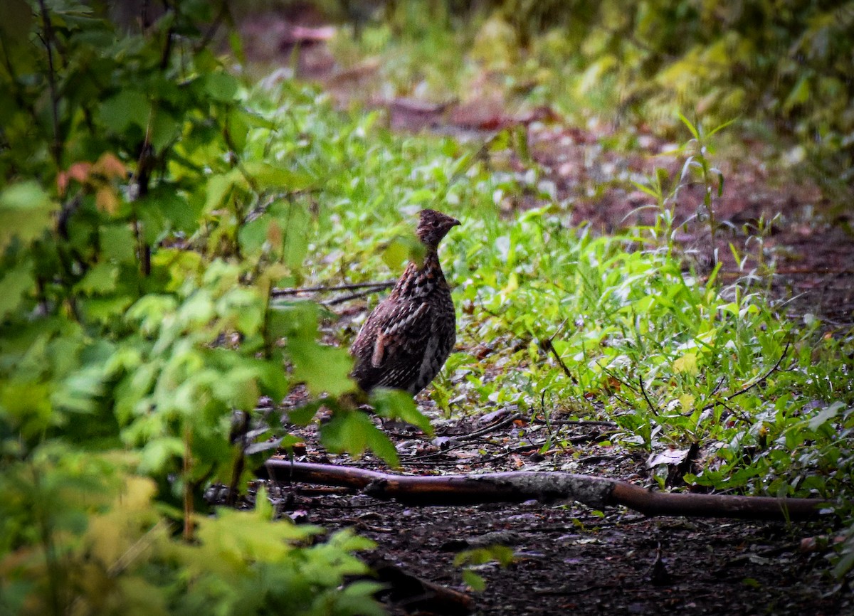 Ruffed Grouse - Garry Waldram