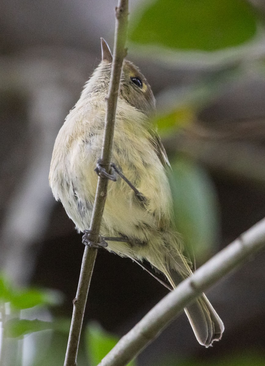 Hutton's Vireo - Timothy Aarons