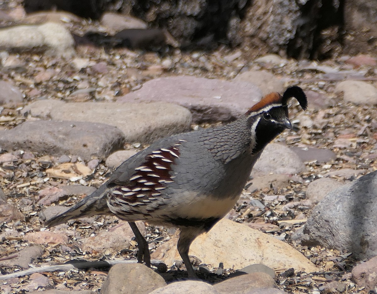 Gambel's Quail - Melanie Barnett