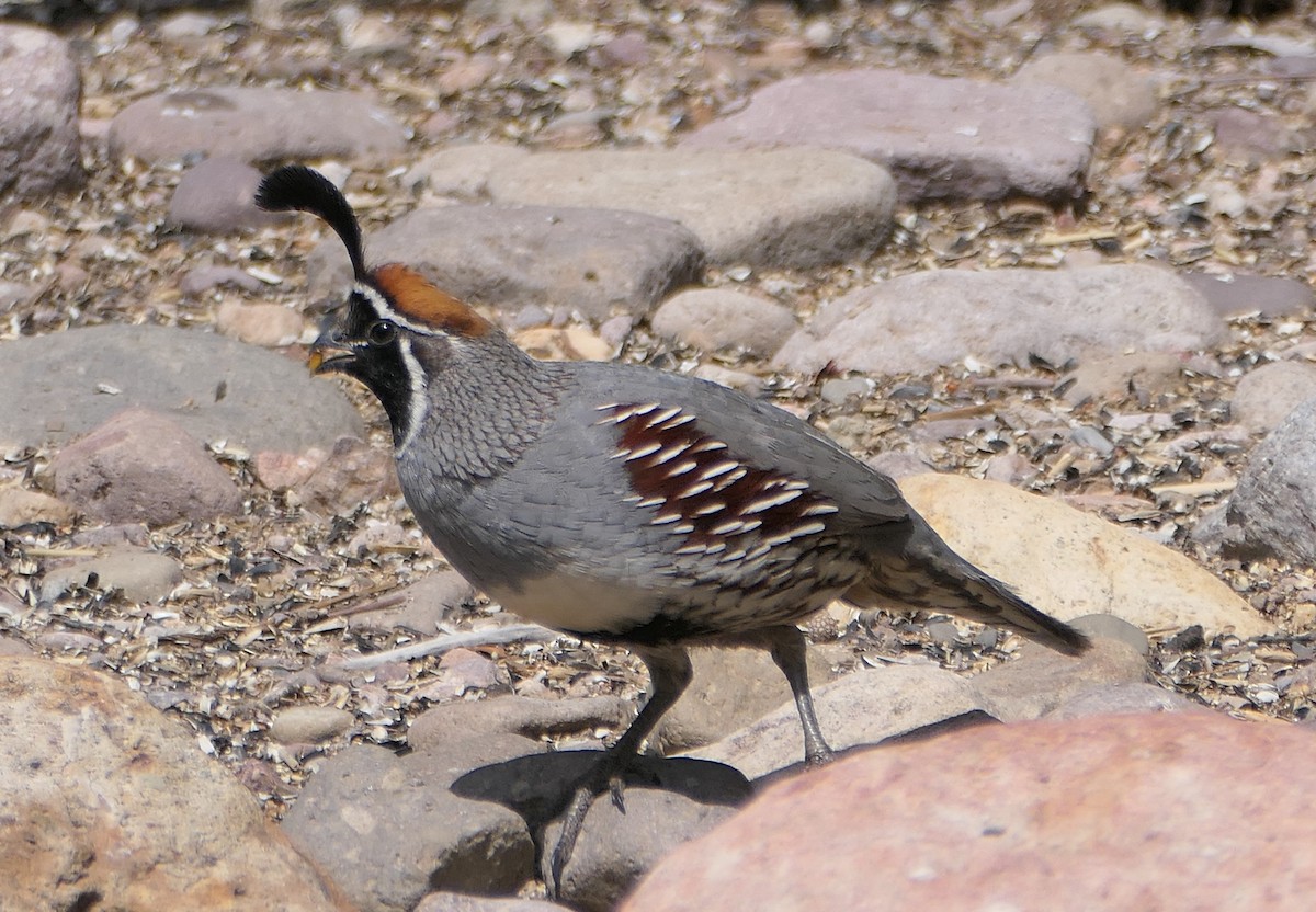 Gambel's Quail - Melanie Barnett