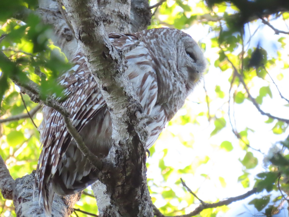 Barred Owl - Gabriel LeRoy