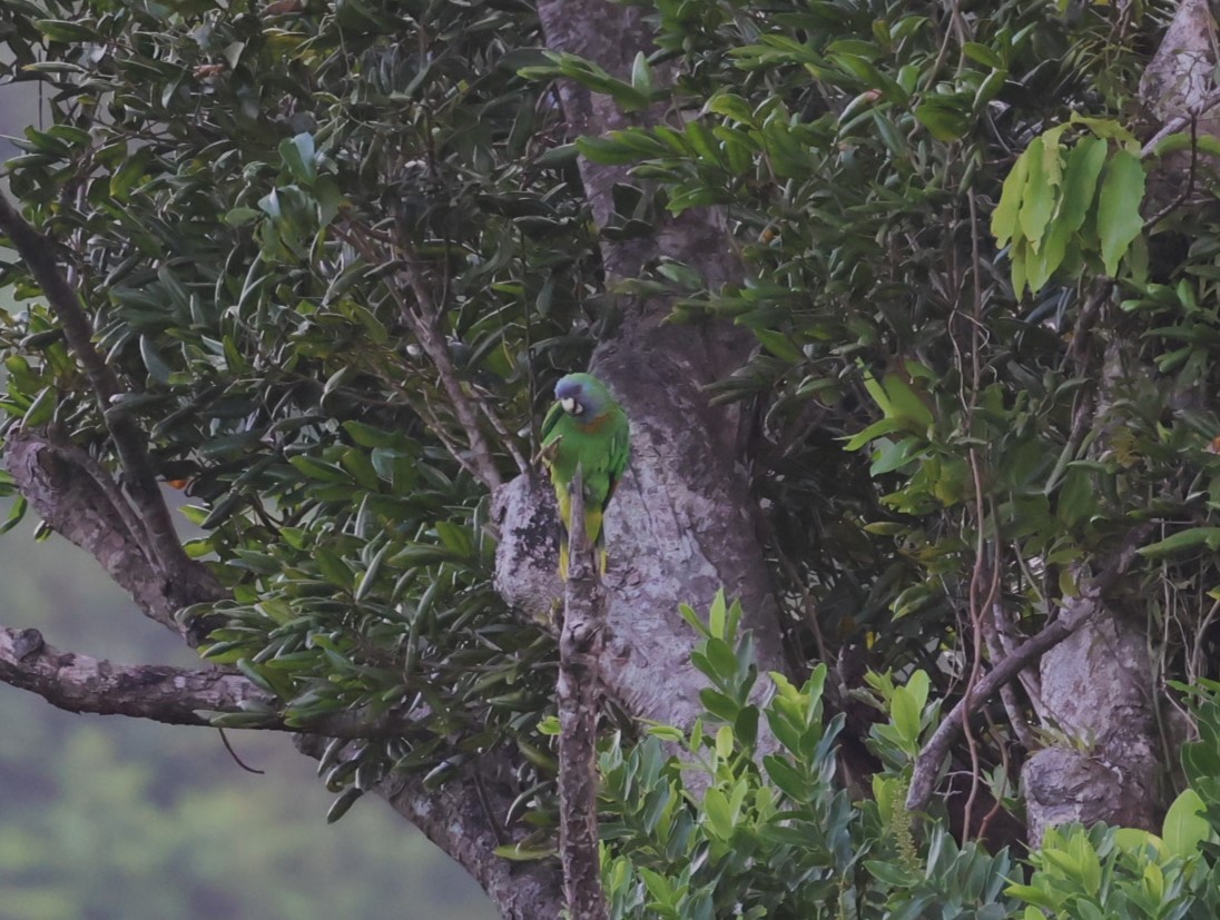 Red-necked Parrot - ML619599057