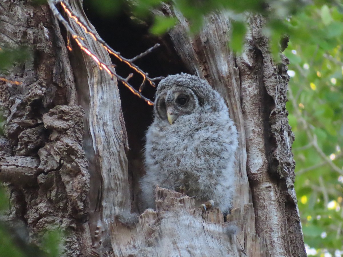 Barred Owl - Gabriel LeRoy