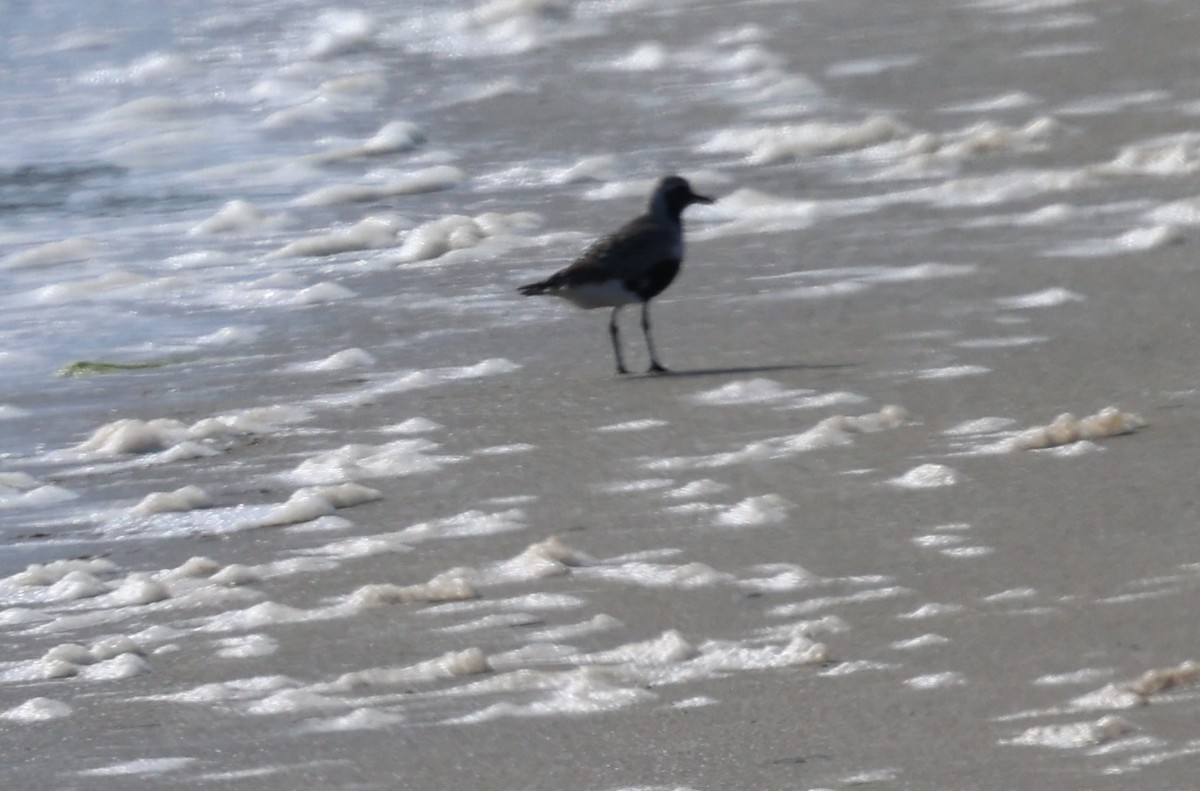 Black-bellied Plover - burton balkind