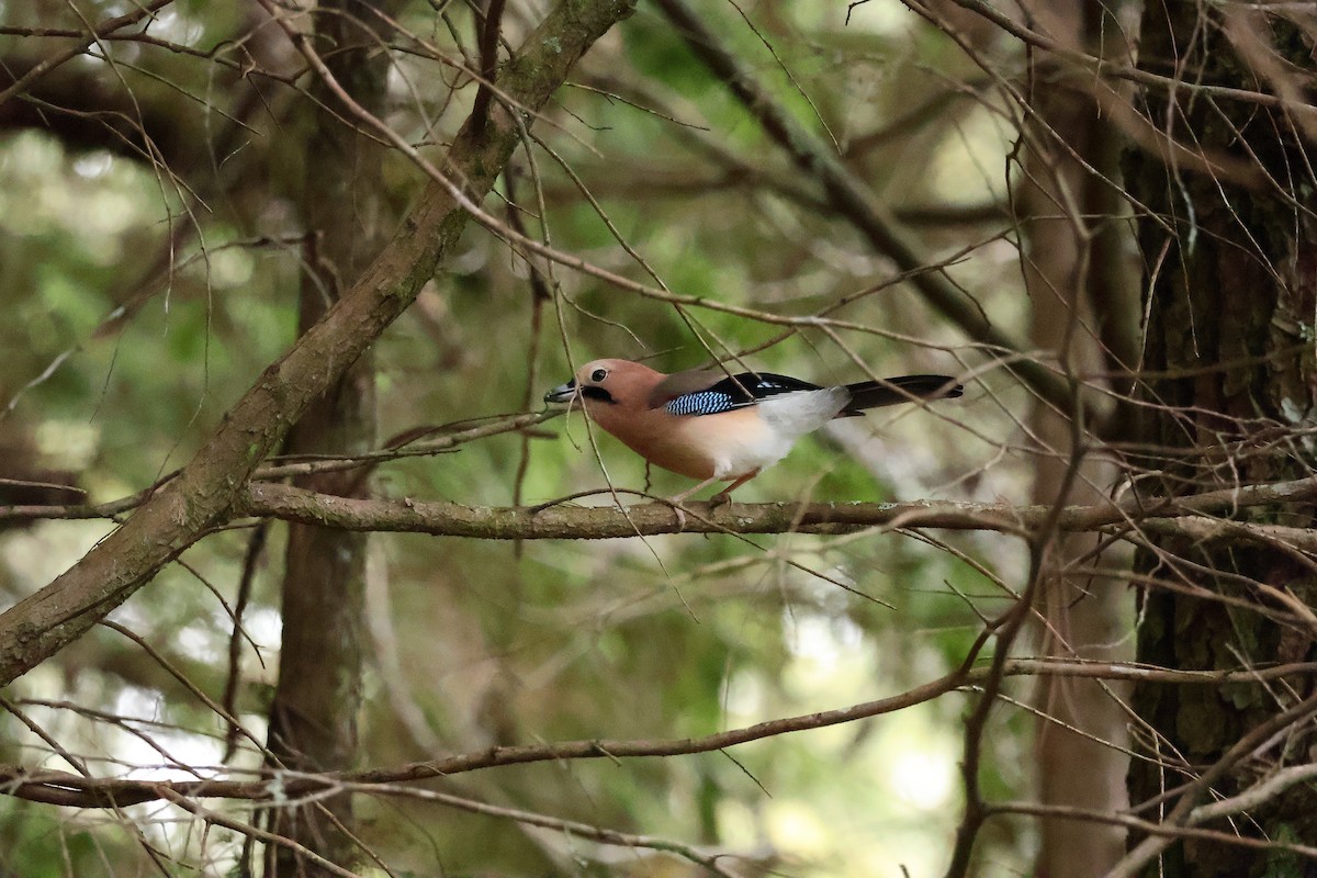 Eurasian Jay (Himalayan) - Ying ZHOU